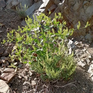 Phytolacca pruinosa The plant