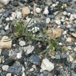 Plantago afra