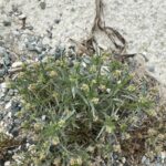 Plantago afra