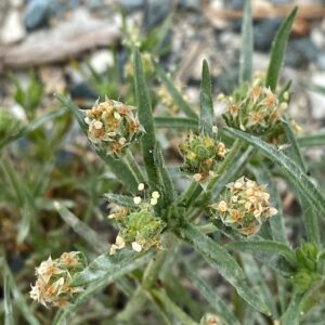 Plantago afra flowers