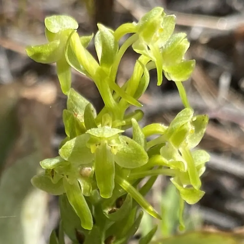 Platanthera holmboei Flower