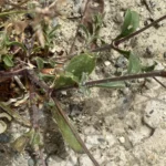 Silene nocturna Stem leaves