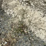 Silene nocturna The plant