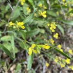 Sisymbrium orientale