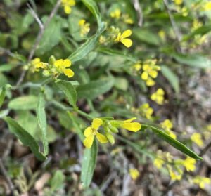 Sisymbrium orientale