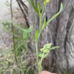 Sisymbrium orientale Basal and stem leaves