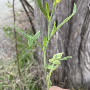 Sisymbrium orientale Basal and stem leaves