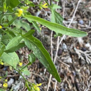 Sisymbrium orientale Stem leaf (2)