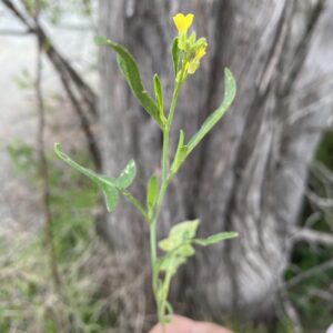 Sisymbrium orientale Young plant