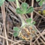 Trifolium cherleri