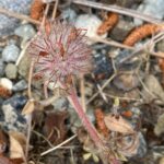 Trifolium cherleri Dry florets in the fruit