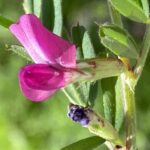 Vicia angustifolia