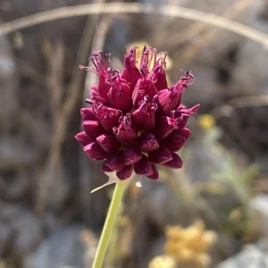 Allium sphaerocephalon subsp. sphaerocephalon