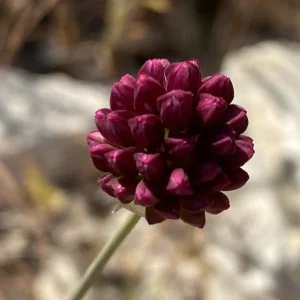 Allium sphaerocephalon subsp. sphaerocephalon young buds
