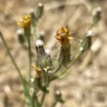 Crepis aspera flower heads late stage