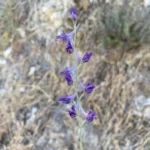 Delphinium peregrinum