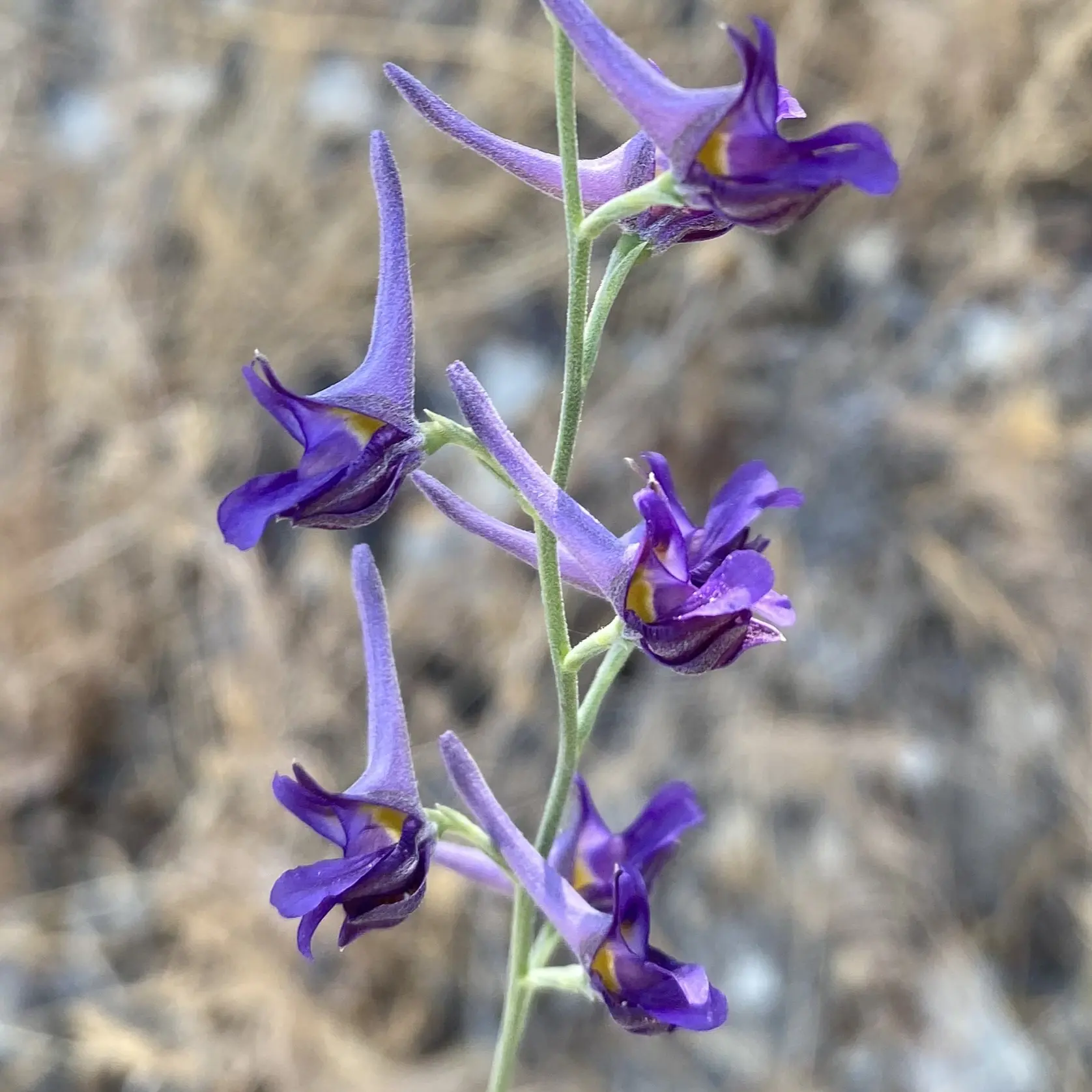 Delphinium peregrinum