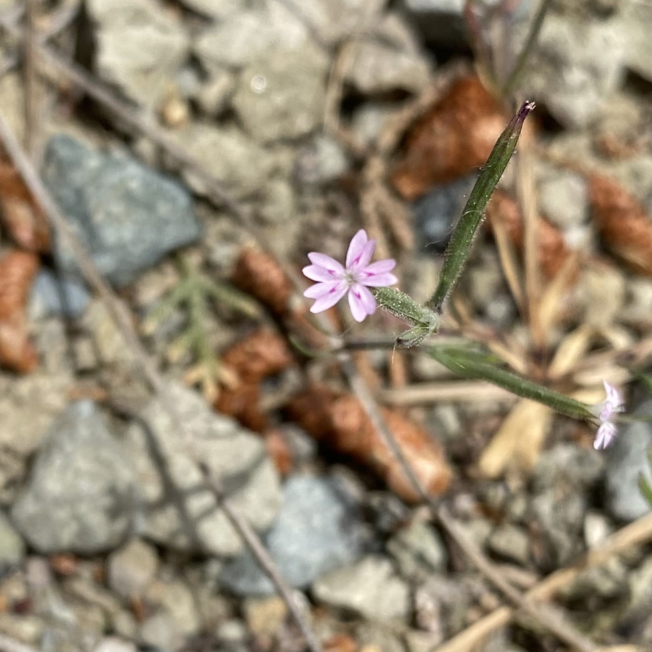 Dianthus nudiflorus
