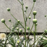 Erigeron bonariensis inflorescence
