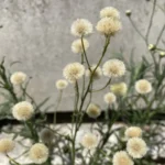 Erigeron bonariensis pappuses