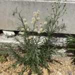 Erigeron bonariensis plants and leave shape
