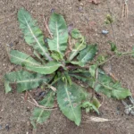Hypochaeris achyrophorus Rosette