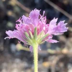 Lomelosia cyprica bracts