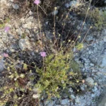 Lomelosia cyprica plant and leaves