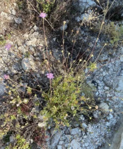 Lomelosia cyprica plant and leaves