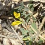 Lotus halophilus