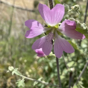 Malva unguiculata