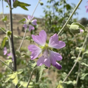 Malva unguiculata flower