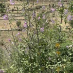 Malva unguiculata plants