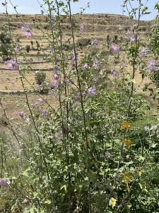 Malva unguiculata plants