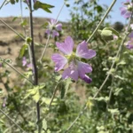 Malva unguiculata stem
