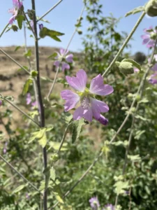 Malva unguiculata stem