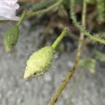 Papapaver rhoeas subsp. roeas Bristles on sepals