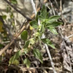 Parietaria judaica