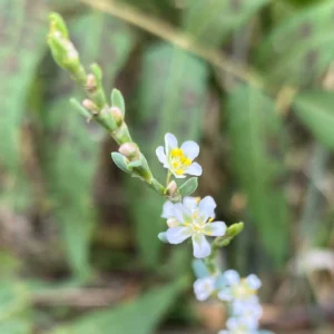 Polygonum equisetiforme inflorescence