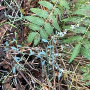 Polygonum equisetiforme small plant