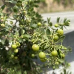 Rubia tenuifolia Raw fruit