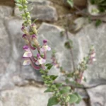 Scutellaria cypria subsp. elatior