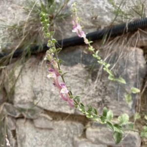 Scutellaria cypria subsp. elatior