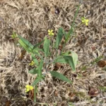 Sisymbrium orientale plant