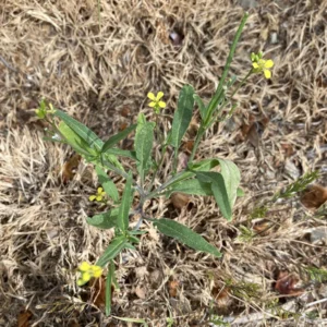 Sisymbrium orientale plant