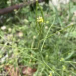 Sisymbrium orientale