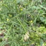 Sisymbrium orientale