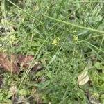 Sisymbrium orientale