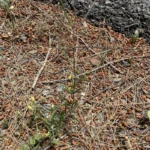 Sisymbrium orientale