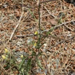 Sisymbrium orientale
